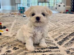 Elite Maltezerpuppy's