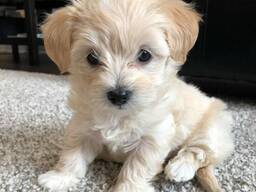 Elite Maltipoo-puppy's