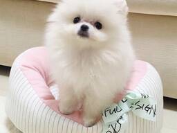 Elite Pomeranian-puppy's