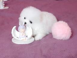 Elite Pomeranien puppy’s