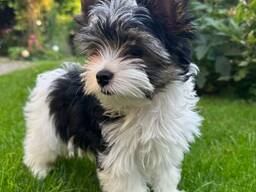 Elite Shih Tzu-puppy's