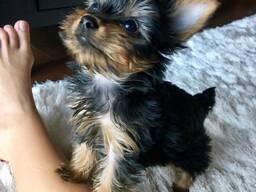 Elite Yorkshire Terrier-puppy's