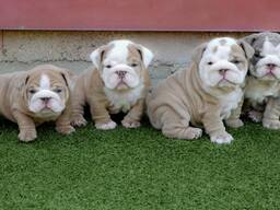 Engelse bulldogpuppy's klaar om naar een nieuw thuis te gaan