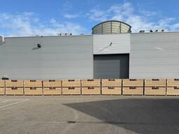 European oak wood