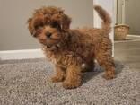 Poodle puppy - фото 1