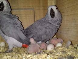 Fertile parrot eggs and parrots