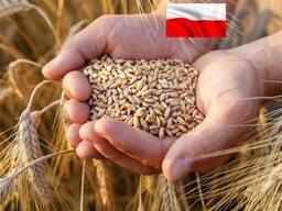 Food wheat (consumption)