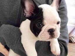 We hebben schattige en gezonde Franse Bulldog-puppy's