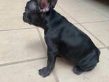 Французского бульдога, - фото 2