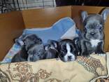 Franse buldogpuppy's te koop - фото 1