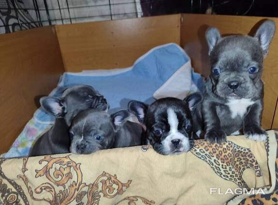 Franse buldogpuppy's te koop