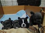 Franse buldogpuppy's te koop - фото 3