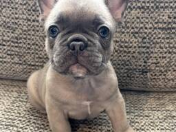 Franse Bulldog-puppy's te koop