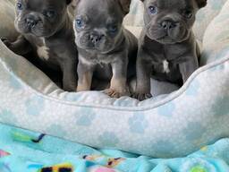 Franse bulldogpuppy's