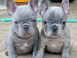 Franse buldog puppy's beschikbaar