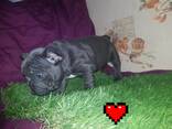 French Bulldog Puppies - photo 3