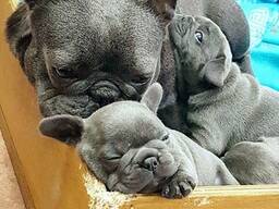 Frenchton puppy's
