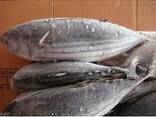 Fresh Frozen Bullet Tuna fish - фото 1
