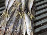 Fresh Frozen Bullet Tuna fish - фото 2