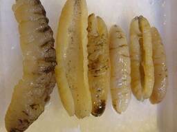 Fresh Sea Cucumber/Premium Sea Cucumber For Sale
