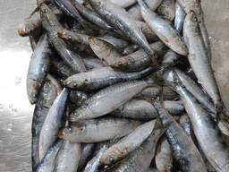Frozen Sardines (Sardina Pilchardus) — Premium Quality from Morocco