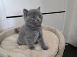 GCCF Britse Korthaar Blauwe Kittens - Kampioenslijnen - фото 3
