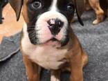 Generation Boxer Pups For Sale Only 2 Bobtailed  - фото 1