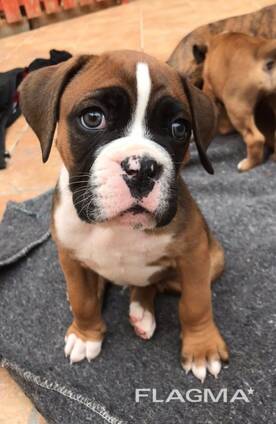 Generation Boxer Pups For Sale Only 2 Bobtailed 