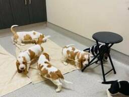 Geweldige Basset Hound-puppy's
