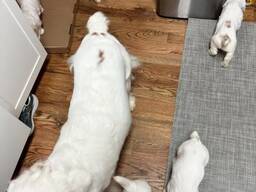 Goed gesocialiseerde Clumber Spaniel-puppy's