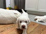 Goed gesocialiseerde Clumber Spaniel-puppy's - photo 1