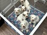 Goed gesocialiseerde Clumber Spaniel-puppy's - photo 3