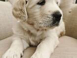 Golden Retriever-puppy's klaar. .. stuur - photo 2