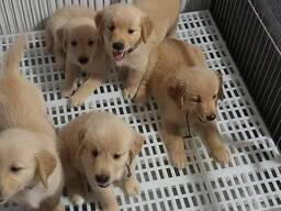 Golden Retriever-puppy's beschikbaar