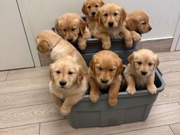 Golden Retriever-puppy's zoeken een liefdevol thuis.