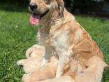 Golden retriever - photo 1