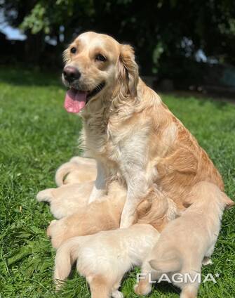 Golden retriever