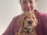 Goldendoodle-puppy's - фото 2