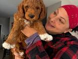 Goldendoodle-puppy's - фото 3