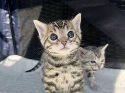 Gorgeous Bengal Kittens Available