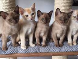 Gorgeous Burmese kitten available
