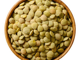 Green lentils from Russia. Large wholesale.