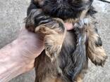 Perfecte Shih Tzu-puppy's. - фото 13