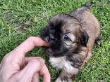 Perfecte Shih Tzu-puppy's. - фото 15