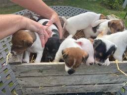 Jack Russell puppies