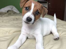 Jack Russell-puppy's nu beschikbaar