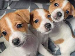 Jack Russell-puppy's beschikbaar voor adoptie