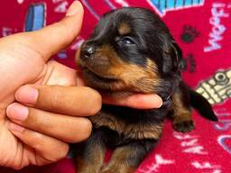 KC-geregistreerde Rottweilerpuppy's. WhatsApp me op. .. ..