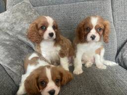 KC Reg Cavalier King Charles Spaniel Puppies