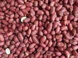 Компания Musaevs exim поставляет сухофрукты и орехи из Узбекистана